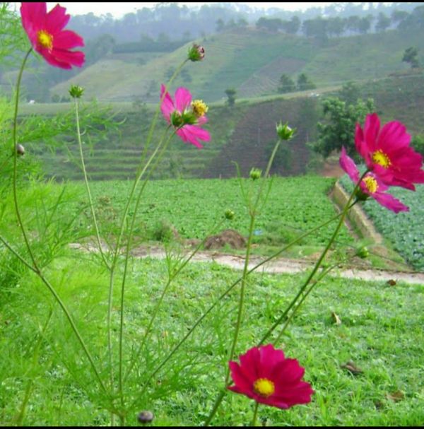 Hạt Giống Hoa Cánh Bướm 100H