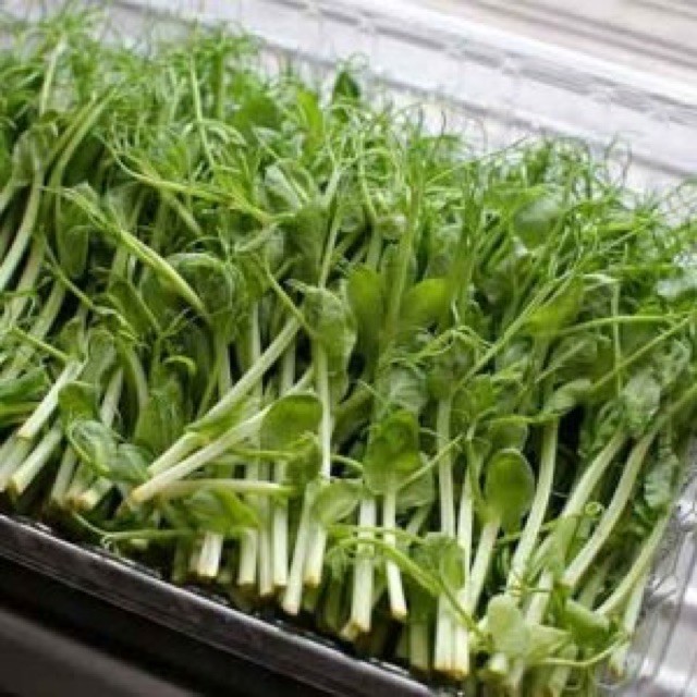Hạt giống mầm đậu hà lan - Gói 50gram - VTNN2