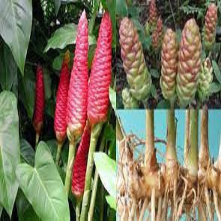 Củ gừng gió  tuoi 500g