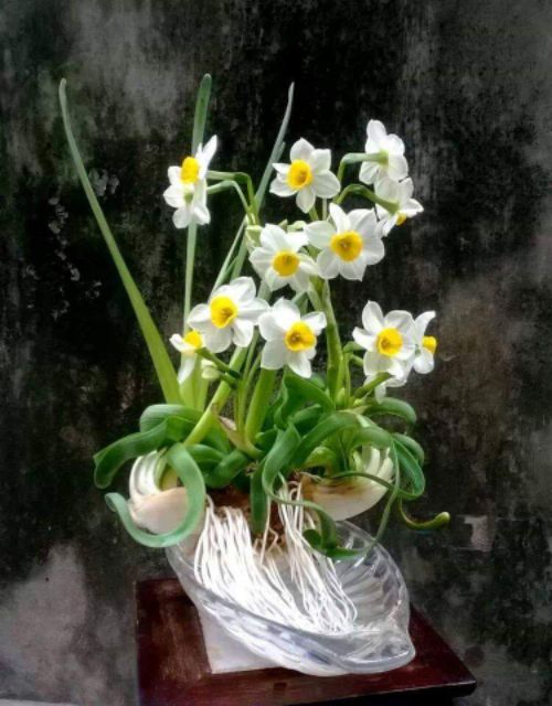 Củ giống hoa thủy tiên( củ nhỏ củ giống)