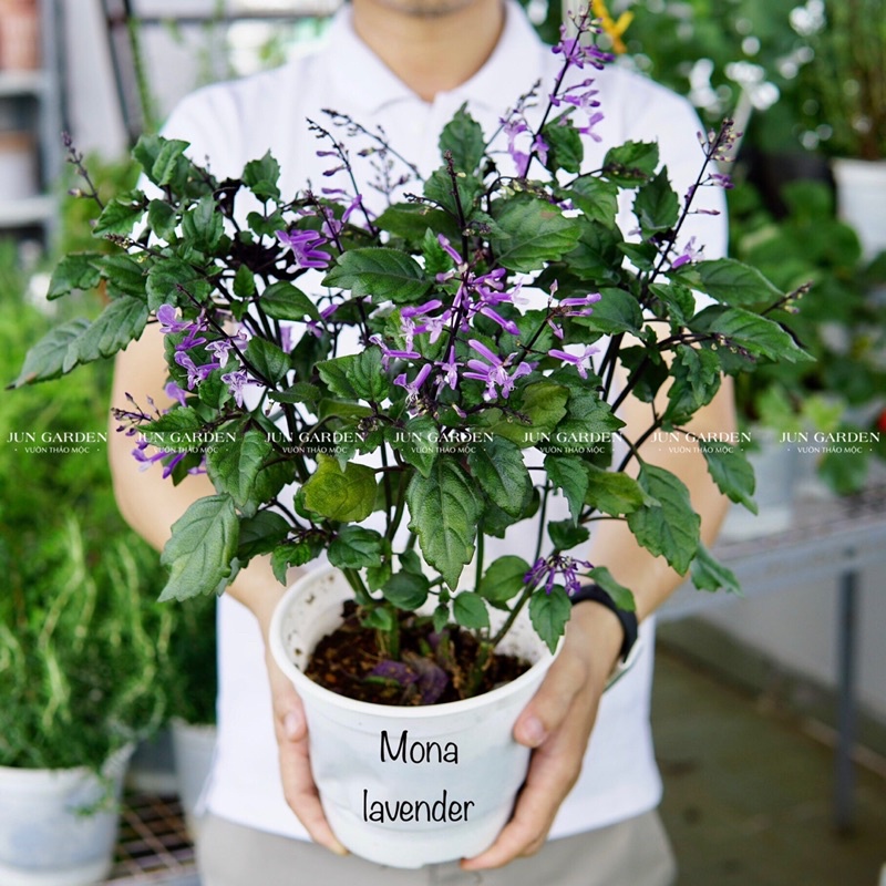 Cây Hoa Mona Lavender JUN GARDEN Hoa Tím