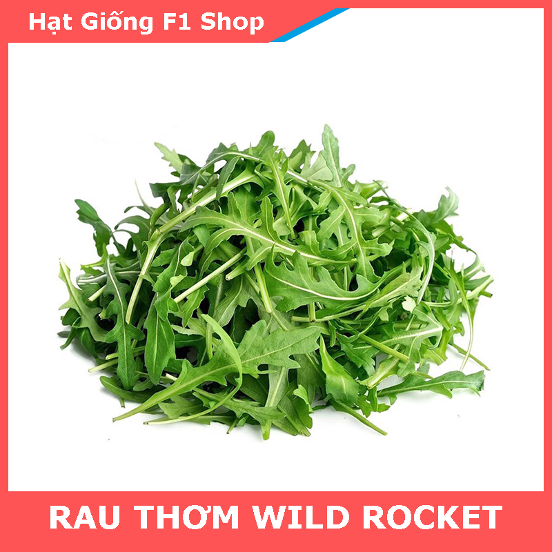 Hạt Giống Rau Wild Rocket Dễ Trồng