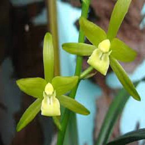 Chậu địa lan thanh ngọc