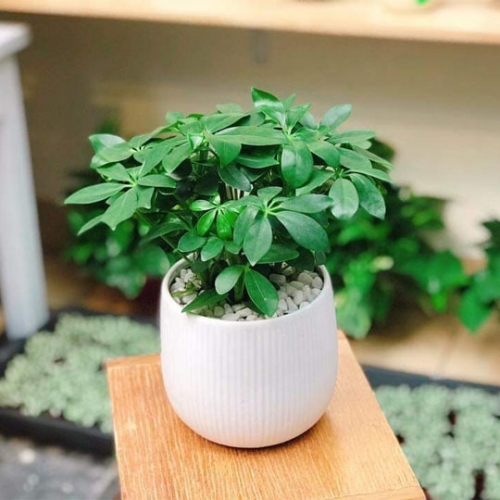 Cây Ngũ Gia Bì Để Bàn Cả Chậu Sứ