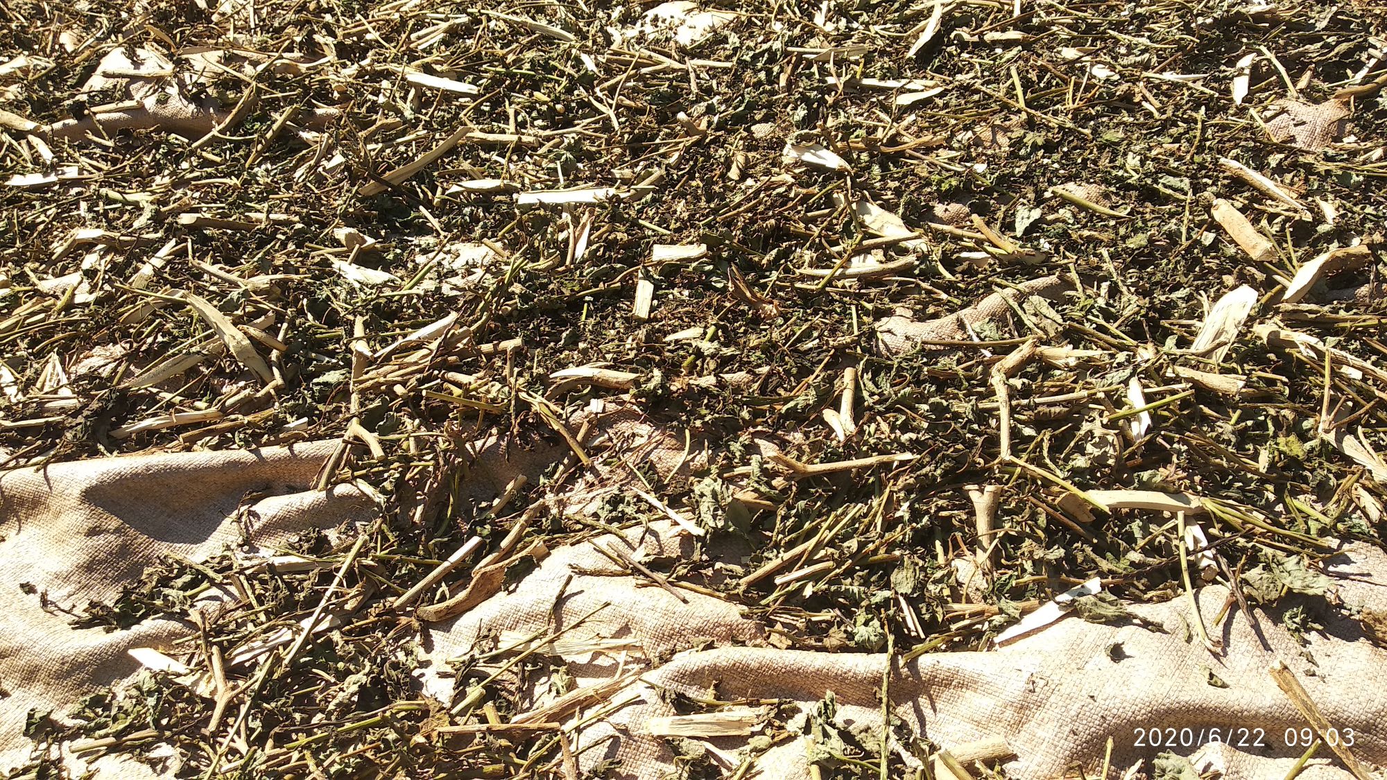 Cây đuôi chuột hoa tím khô 1/2kg (hàng gia công)
