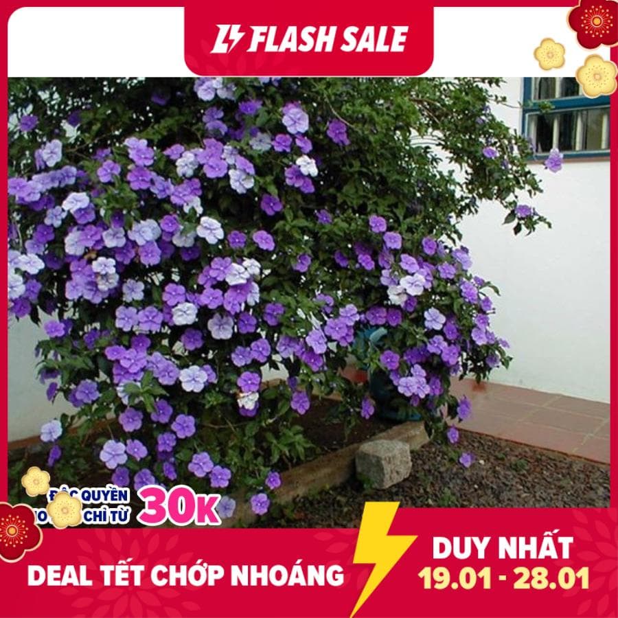 Cây giống hoa Nhài (Lài) Nhật hoa cực thơm - cây trưởng thành đang hoặc sắp cho hoa - cayhoanhainhat