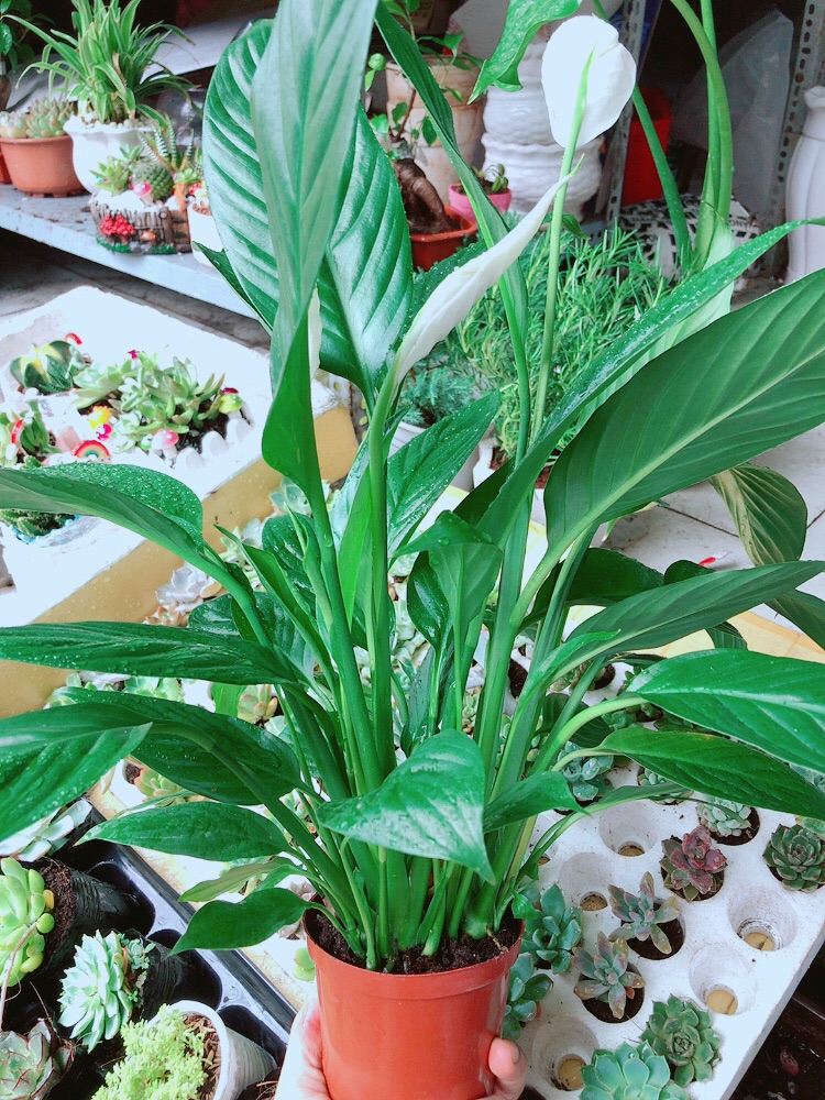 [HCM]Chậu lan ý