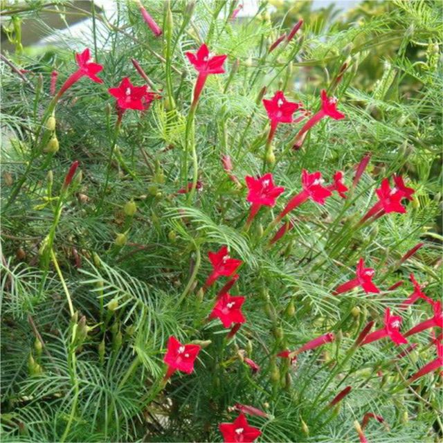 hạt giống hoa tóc tiên(dây leo)- gói 0,5gram