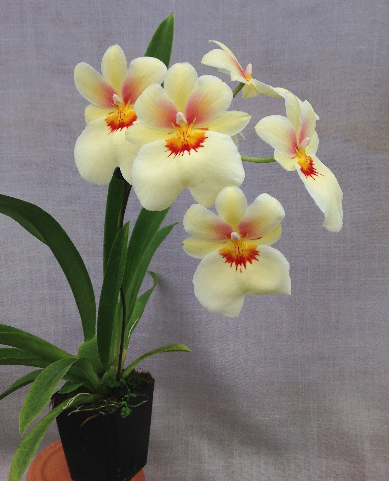 Vũ Nữ Miltonia- cây giống