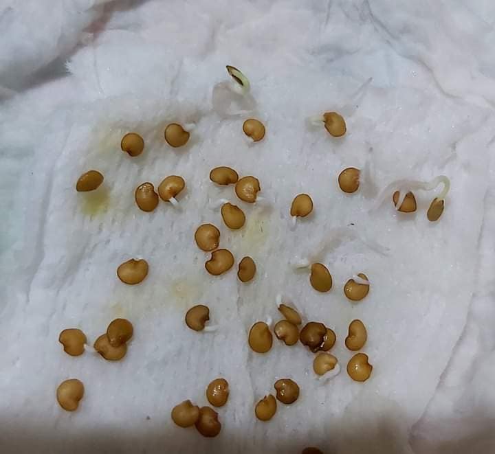 HẠT GIỐNG CÀ TÍM DÀI  GÓI 2O HẠTCÀ TÍM RUỘT XANH