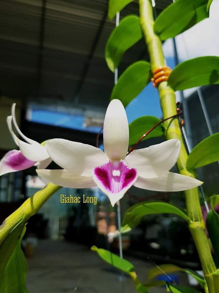 Giả hạc long hàng giống