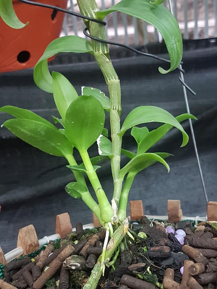 Hoa phong lan phi điệp 5ct cánh trắng phú thọ gieo hạt