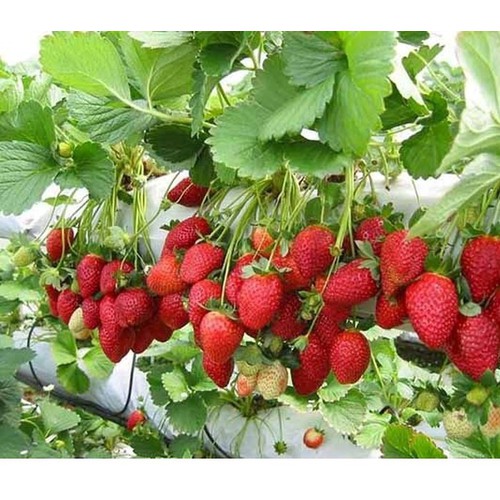 Hạt giống dâu tây đỏ chịu nhiệt GÓI 100 hạt ( tặng  1 gói kích thích hạt nảy mầm )