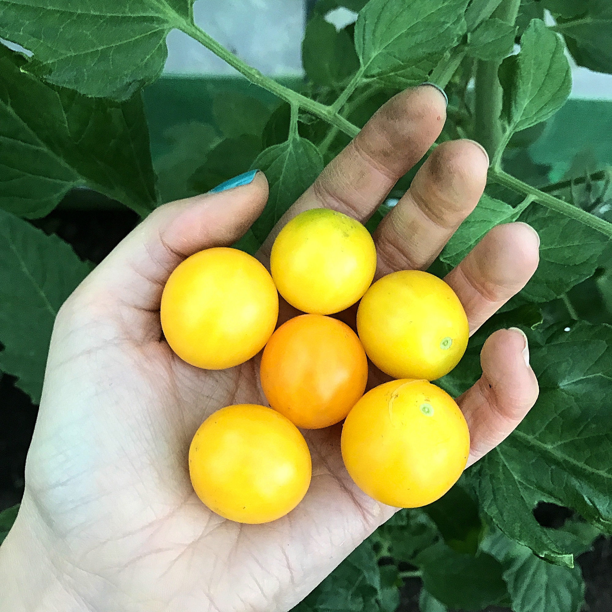 Hạt giống cà chua bi ngọt ORANGE CHARM 403 gói 5 hạt