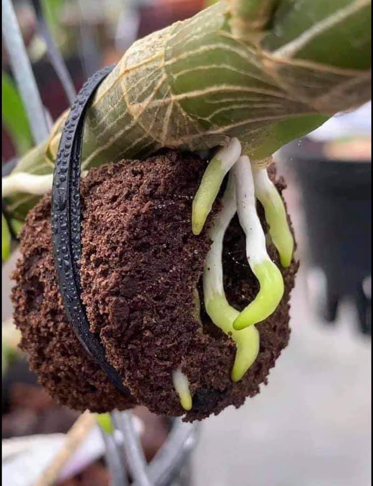 Mút ươm kie Hà Lan