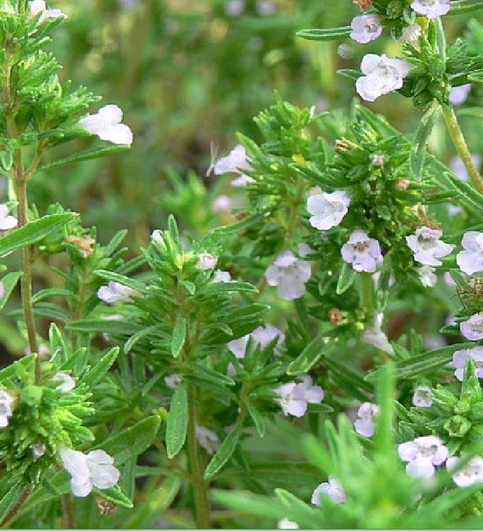 Thyme Seeds - 100 Seeds/Package