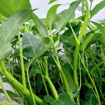 Hạt giống rau muống nước Thái Lan