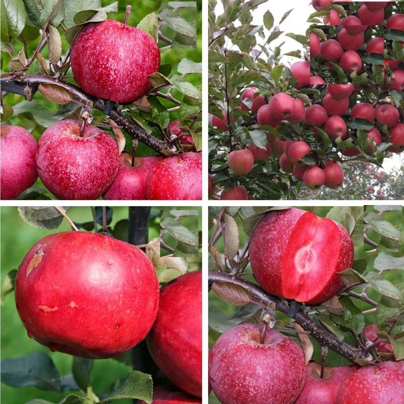 "Gói 10 "Hạt giống táo đỏ lùn Mỹ [Seeds]