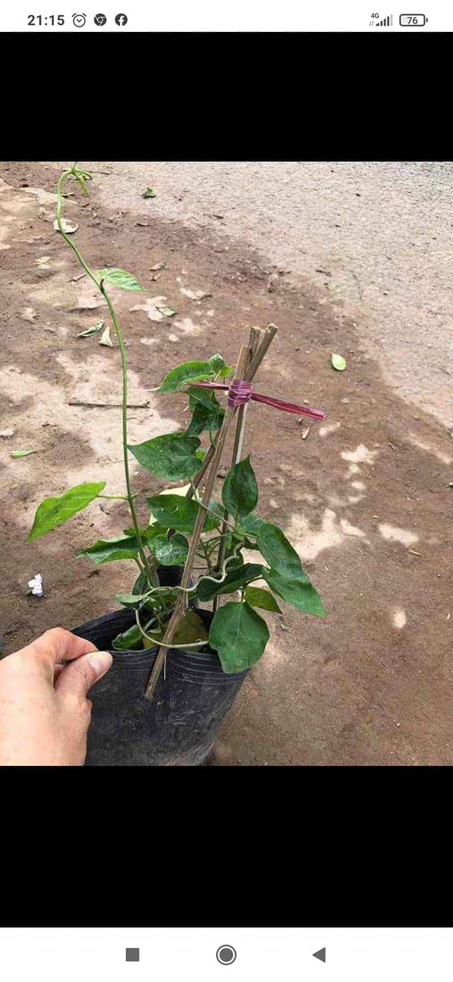 Dây hoa thiên lý (Cây Giống)