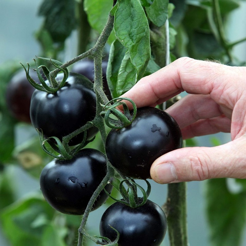 0.1g Hạt giống cà chua cherry đen siêu quả