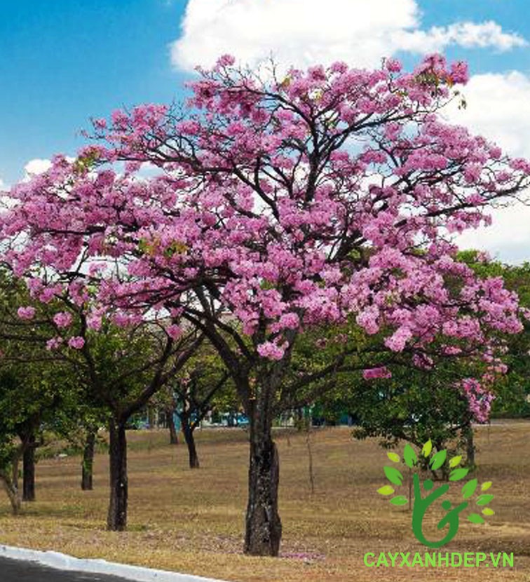 Cây giống kèn hồng cao 30-40cm