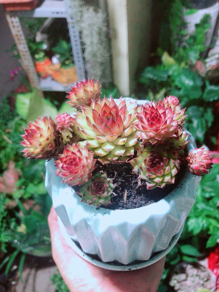 Chậu Sen Phật Bà Đỏ