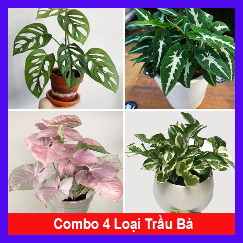 Combo 4 cây trầu bà ( cây trầu bà lỗ + trầu bà nhung + trầu bà hồng + trầu bà sữa )