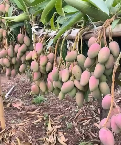 Hạt Cà Chua Thân Gỗ. Túi 10 Hạt. Chất Lượng Cao