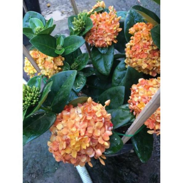 Hoa mẫu đơn vàng cam lá trung siêu bông