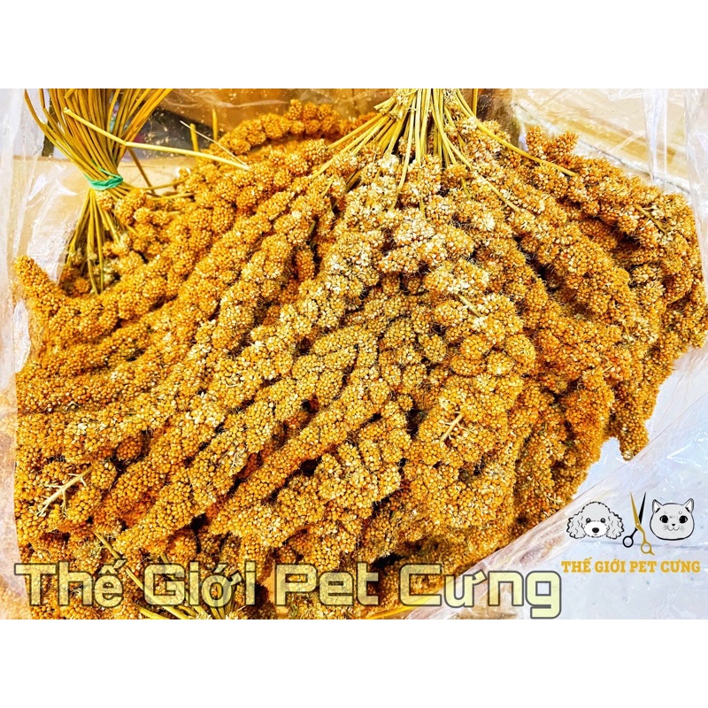 Kê Chùm Thức Ăn Hamster Vẹt Sóc