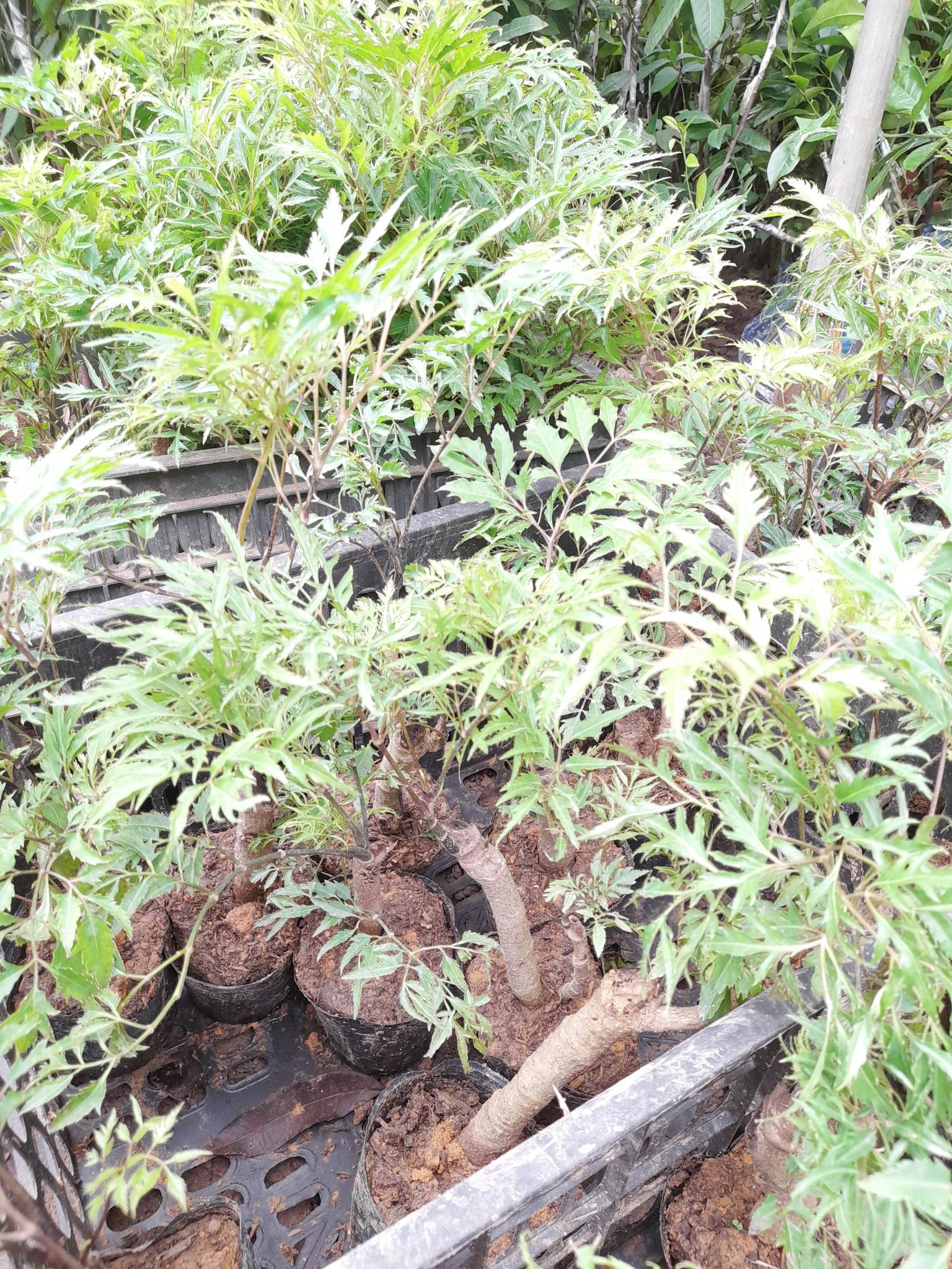 Cây Đinh Lăng Gốc To Khỏe+Tặng kèm phân bón