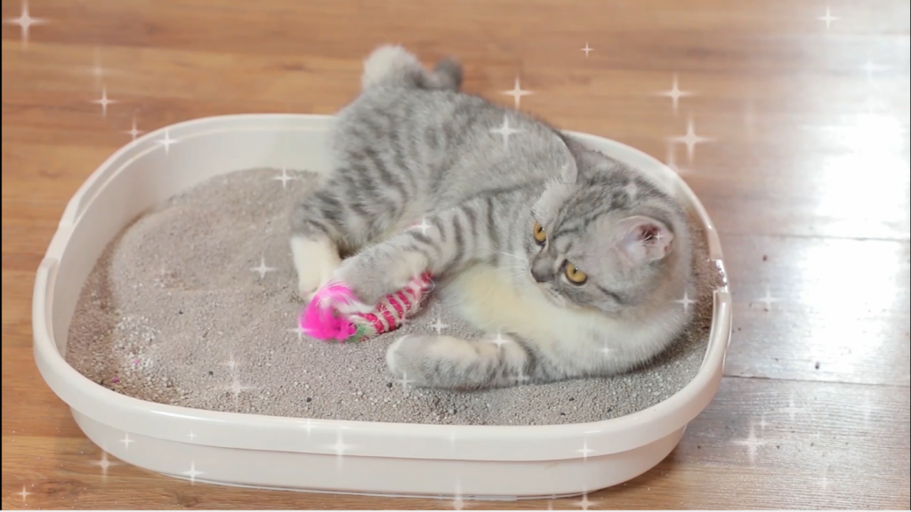 [HCM]Cát Vệ Sinh cho mèo Me-O Cat 5L