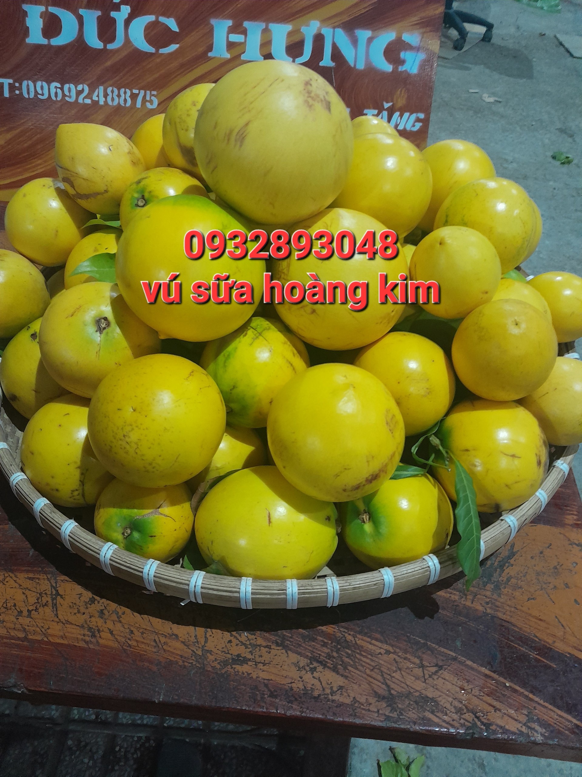 Cây vú sữa hoàng kim ,cây ươm hạt cao trung bình 40cm đến 80cm