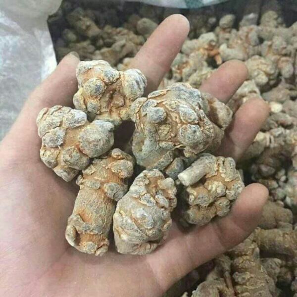250g củ tam thất bắc