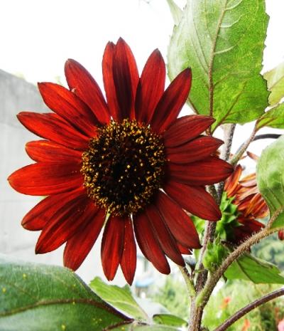 Hạt Giống Hoa Hướng Dương Đỏ (10 Hạt)