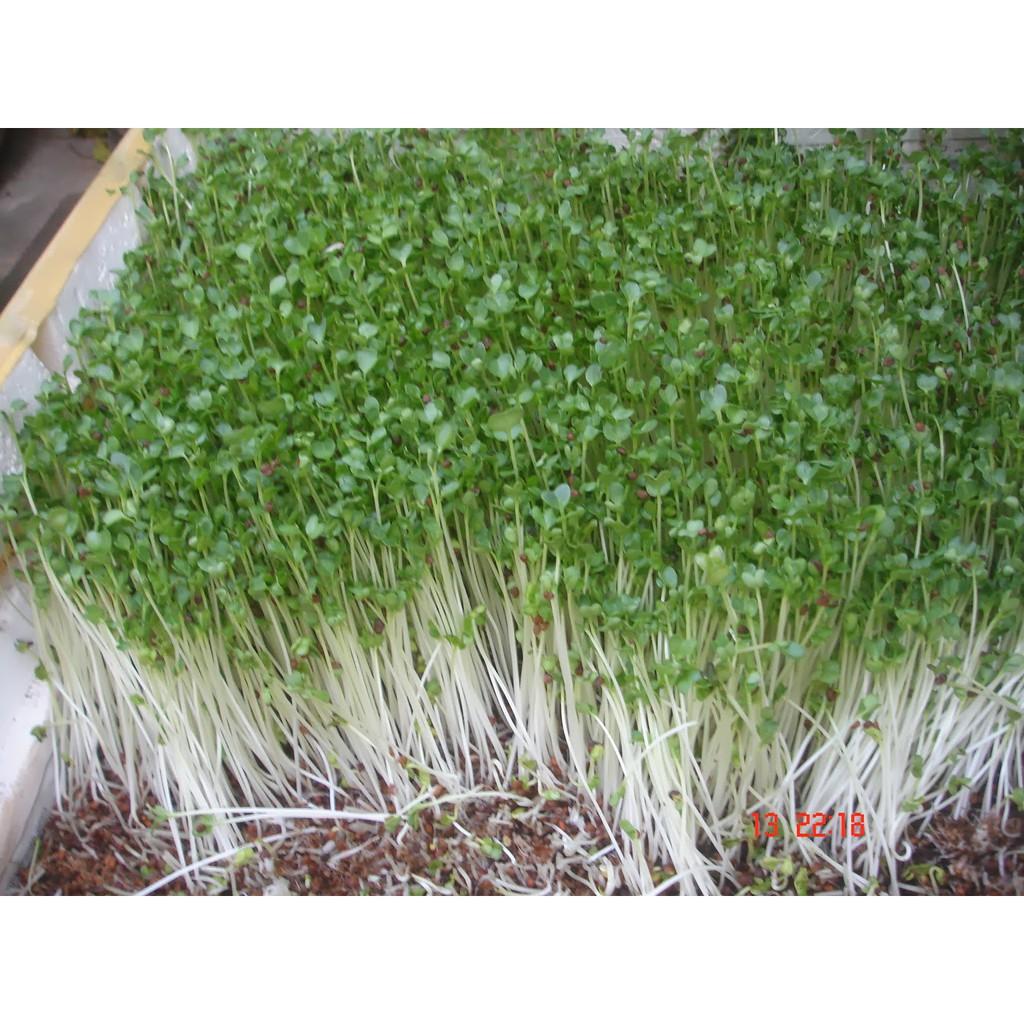 Hạt Giống Rau Mầm Bông Cải Xanh (Súp Lơ Xanh) Giàu Dinh Dưỡng, Thu Hoạch Nhanh (10 Gam ~ 1500 Hạt)