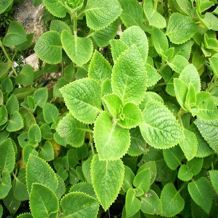 Combo 3 cây giống húng chanh