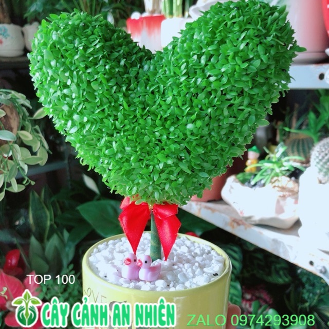 Chậu cây may mắn trái tim
