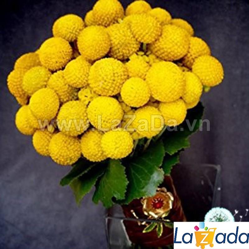 0.2GR 200.HAT Hạt Giống Hoa Cúc Nút Áo Vàng (KD| -KD: B26*V11)