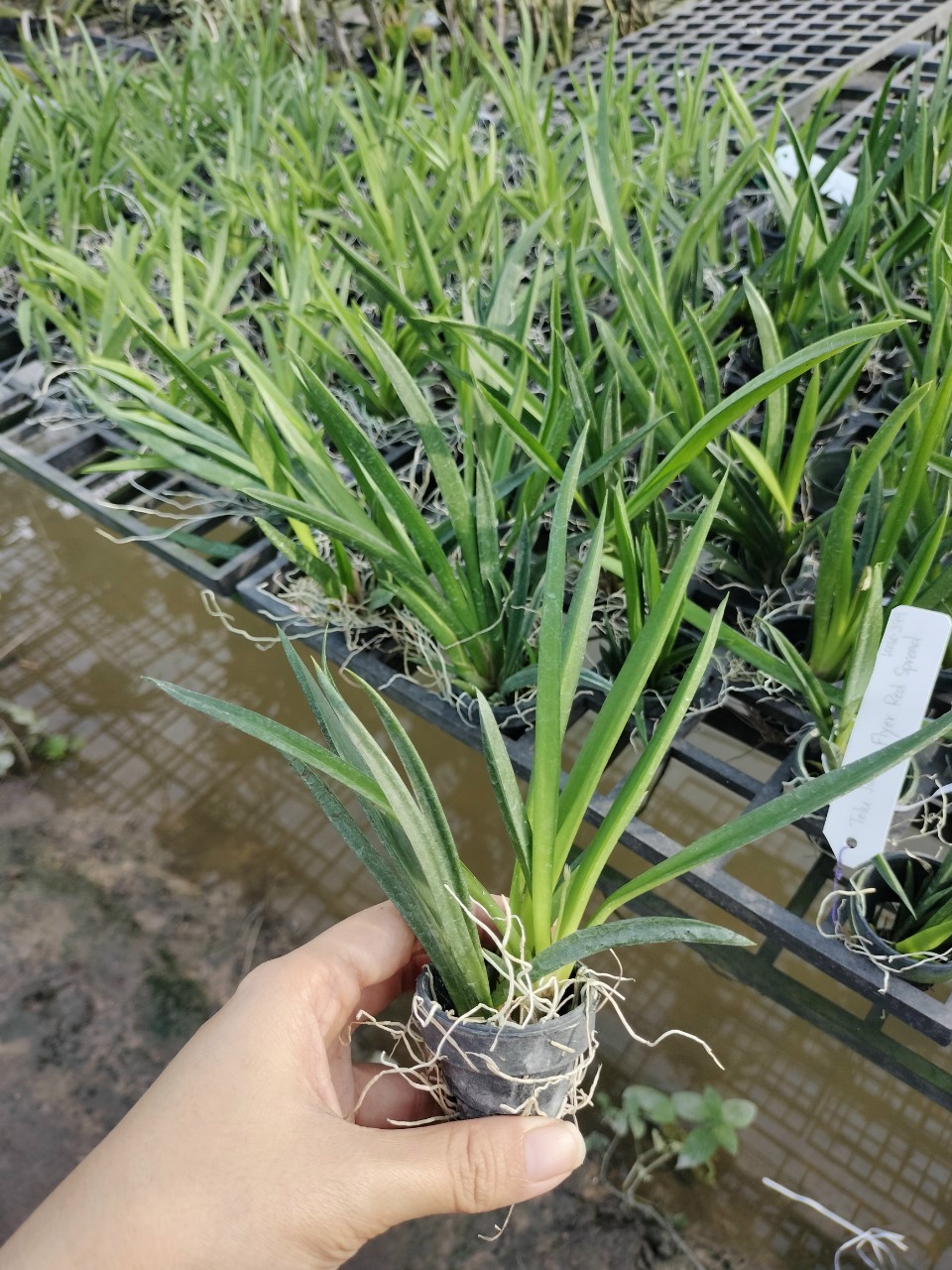 Hoa Lan Vũ Nữ Bút Chì trứng cút, cây cao 7- 10cm