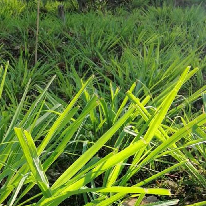 Tinh dầu sả chanh nguyên chất 100%