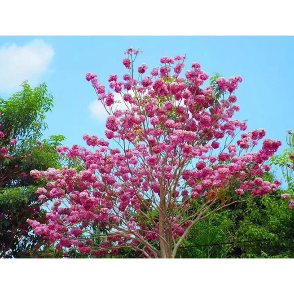 CÂY GIỐNG CÂY KÈN HỒNG(CÂY CHUÔNG HỒNG)