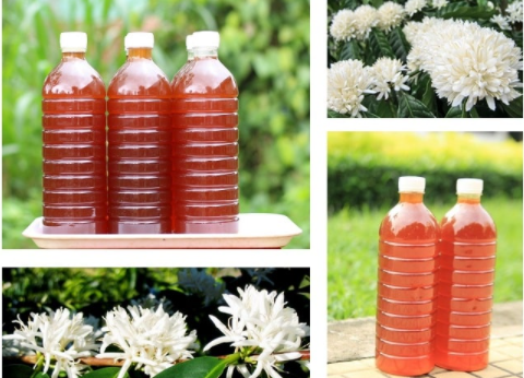Mật ong hoa cà phê Bảo Lộc 1L (1lit/chai)