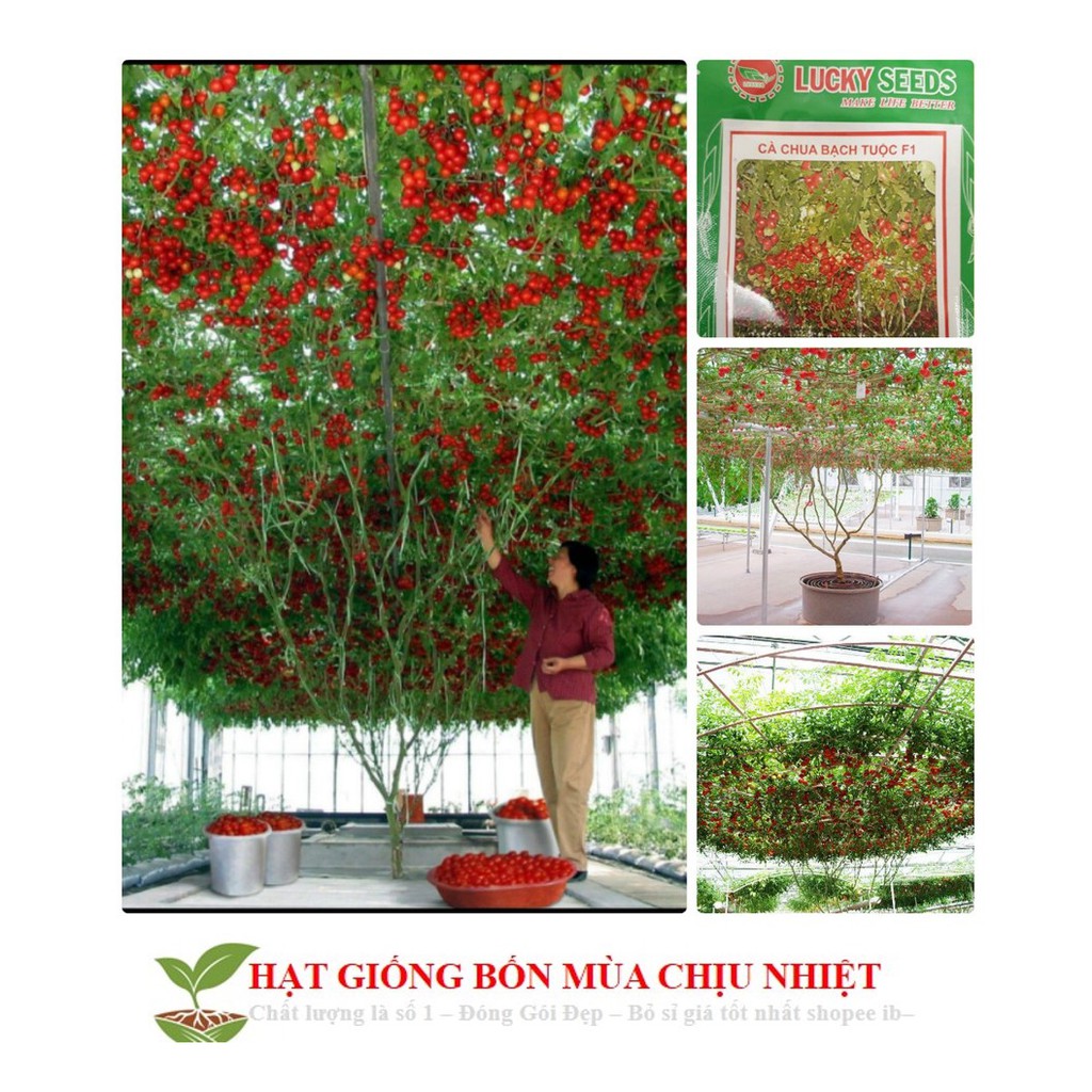 Cà chua bạch tuộc 10 hạt