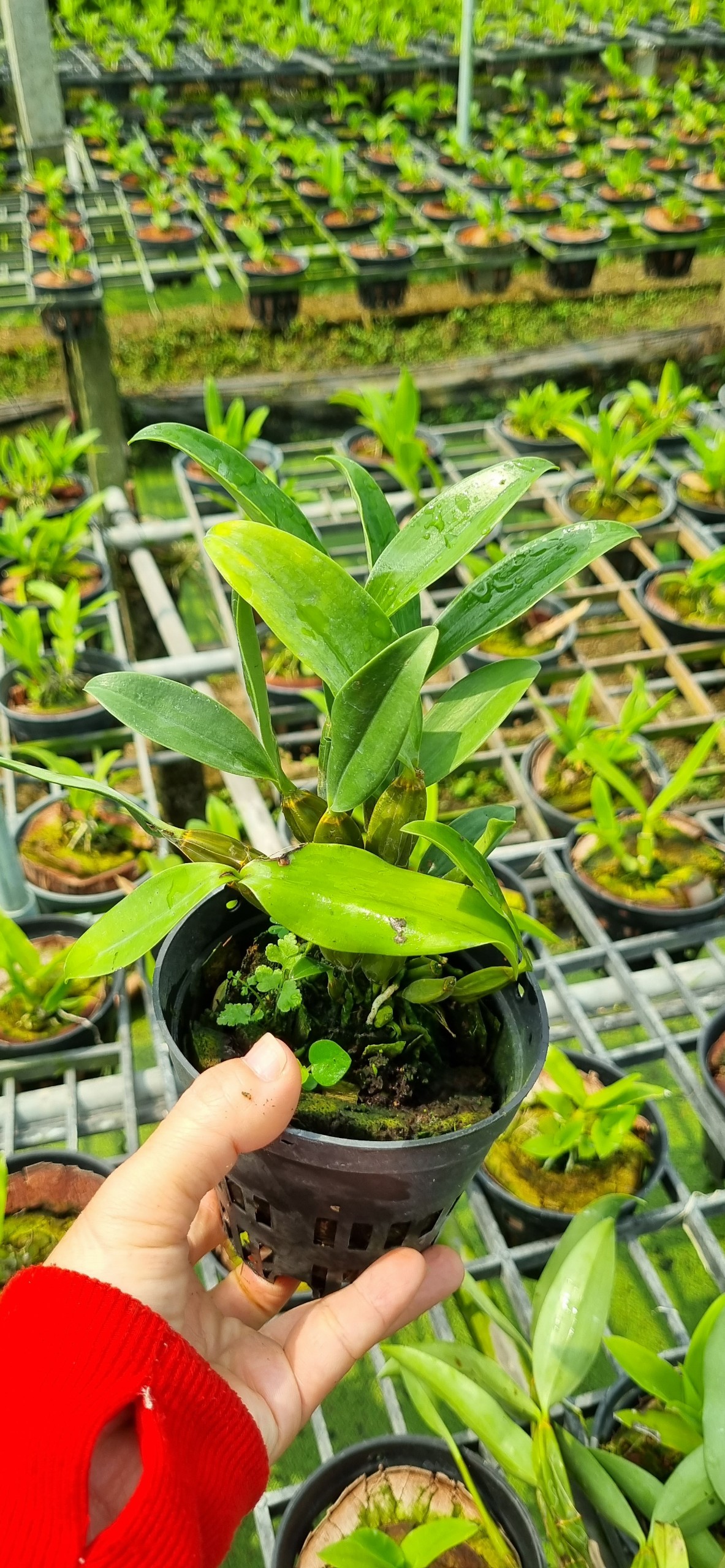 HOA LAN KIỀU