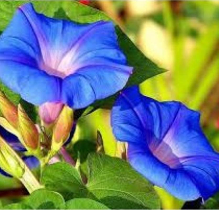 20 Hạt giống hoa Bìm bìm xanh