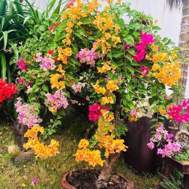 Hạt giống hoa giấy ngũ sắc