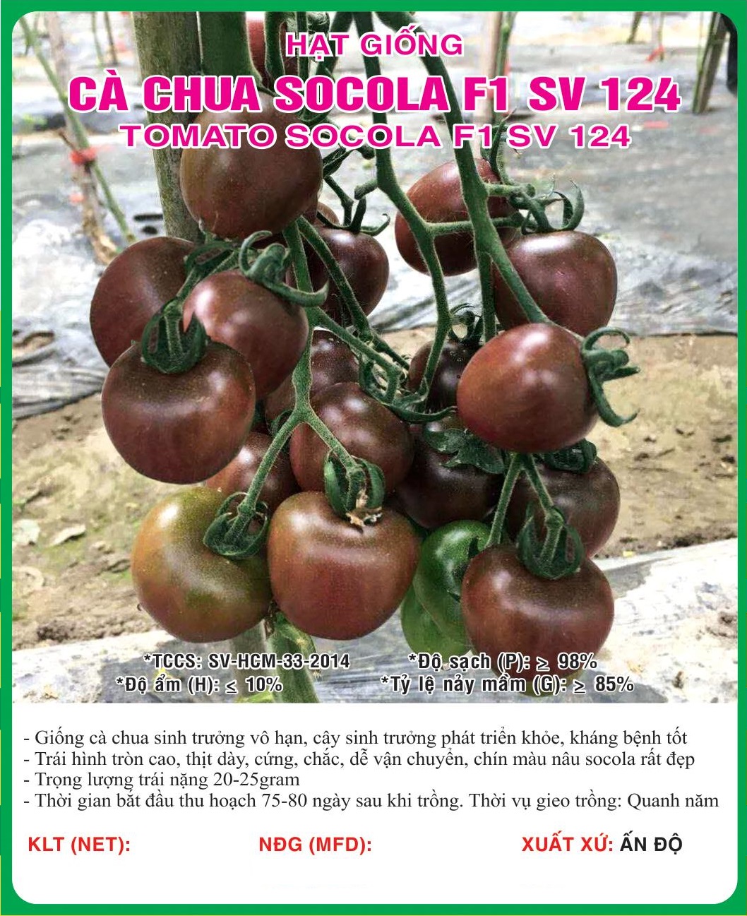 Hạt giống cà chua Socola F1 quả to giòn ngọt giống khỏe và dễ trồng VTS47 | Vạn Tín Store