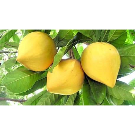 Cây Giống Lêkima (Trứng Gà) chuẩn giống