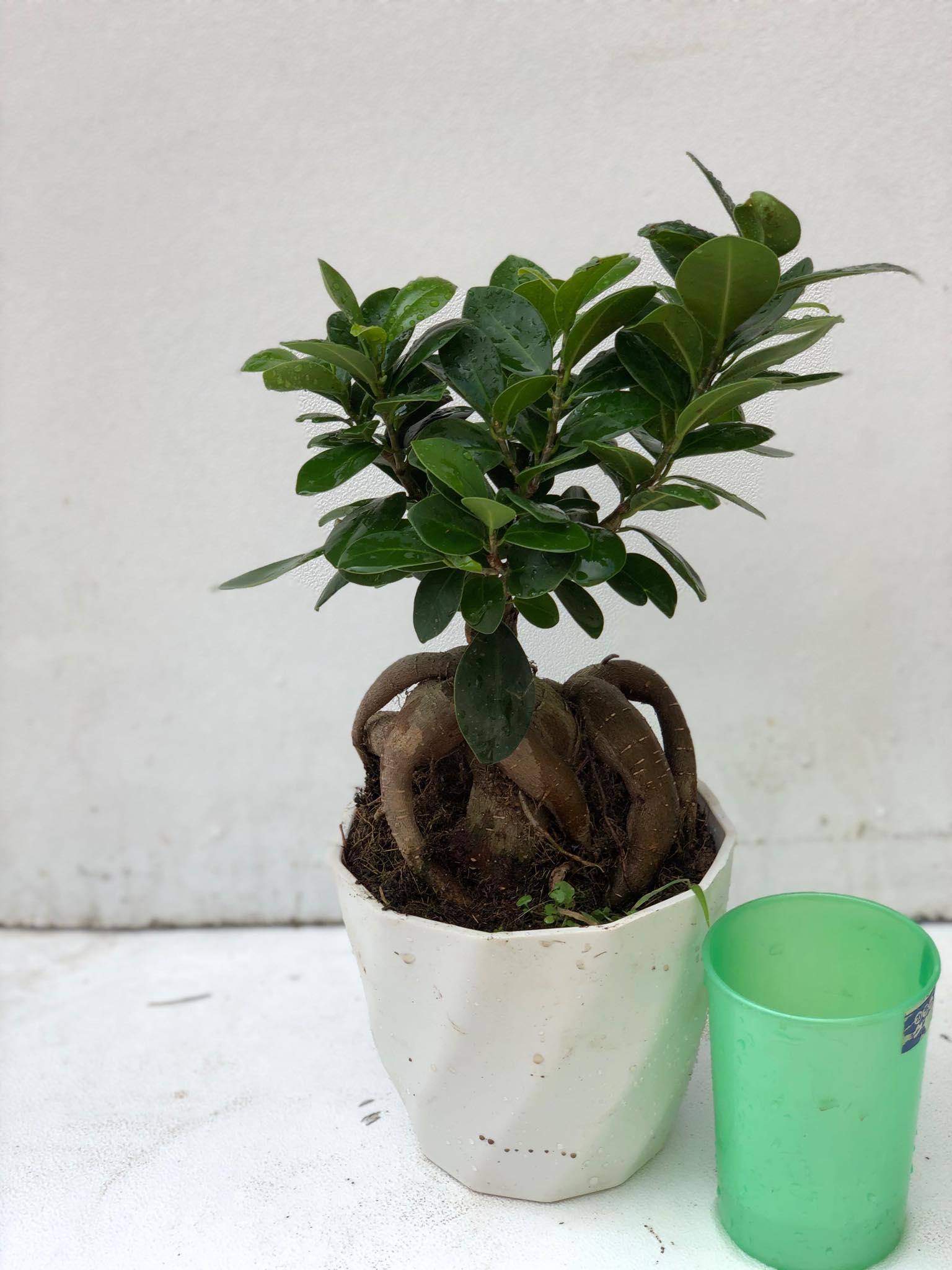 Cây bon sai si nhật 1